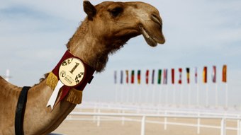 Só para ricaços: concurso de beleza de camelos agita o Catar durante Copa do Mundo – Fotos