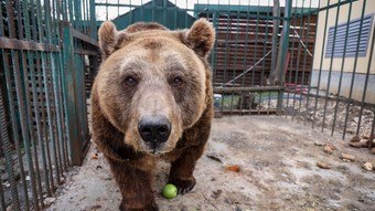 Urso-pardo Mark começa vida em liberdade após 20 anos de cativeiro na Albânia – Notícias