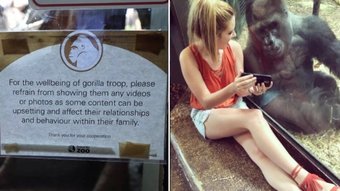Zoológico pede a visitantes que parem de mostrar celulares a gorilas: ‘Afeta relacionamentos’ – Notícias
