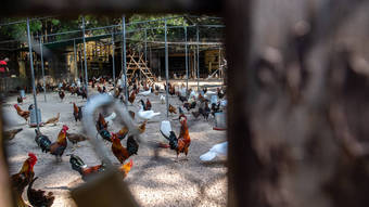 ‘Fuga das galinhas’: Parque da Água Branca, em São Paulo, prende aves e revolta frequentadores – Fotos